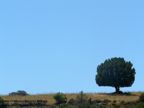 Sabina jabina jabino solitario