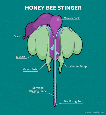 ¿Cómo evolucionó el aguijón de abeja? - How did the bee stinger evolve?