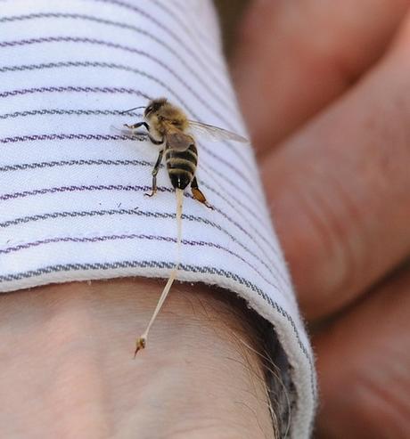 ¿Cómo evolucionó el aguijón de abeja? - How did the bee stinger evolve?