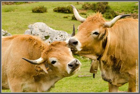 Vacas Lago de Covadonga (Asturias)