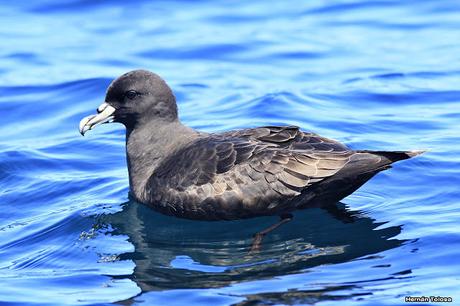 Petrel Barba Blanca (Procellaria aequinoctialis) Petrel Barba Blanca (Procellaria aequinoctialis)