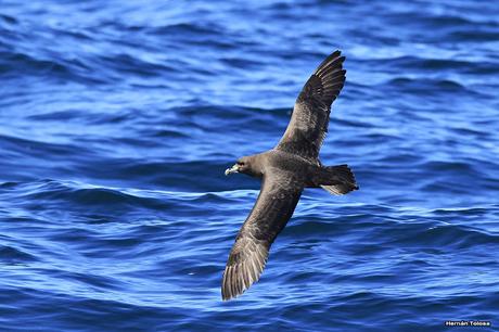 Petrel Barba Blanca (Procellaria aequinoctialis) Petrel Barba Blanca (Procellaria aequinoctialis)