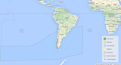 Petrel Barba Blanca (Procellaria aequinoctialis) Petrel Barba Blanca (Procellaria aequinoctialis)