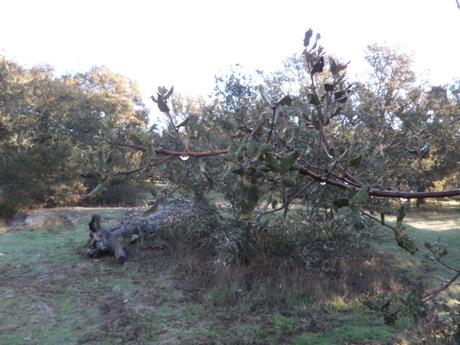ENCINAS DEL MONTE DEL PARDO ENCINAS DEL MONTE DEL PARDO