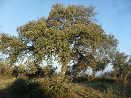 ENCINAS DEL MONTE DEL PARDO ENCINAS DEL MONTE DEL PARDO