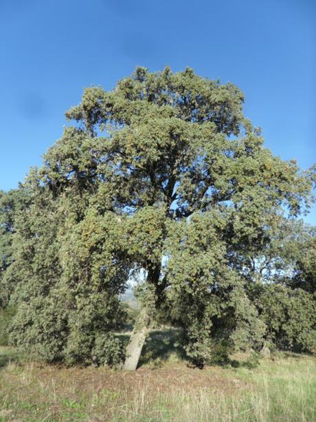 ENCINAS DEL MONTE DEL PARDO ENCINAS DEL MONTE DEL PARDO