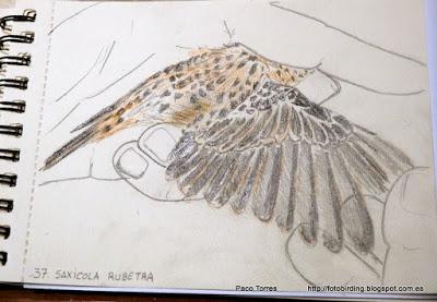 Dibujos de la serie aves en mano:
