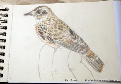 Dibujos de la serie aves en mano: