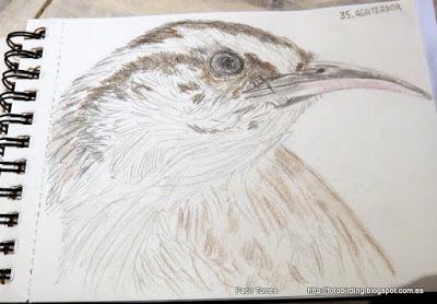 Dibujos de la serie aves en mano.