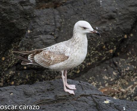 GAVIOTA CASPICA LARUS CACHINANS