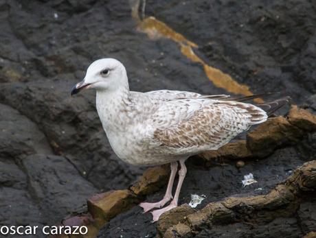 GAVIOTA CASPICA LARUS CACHINANS