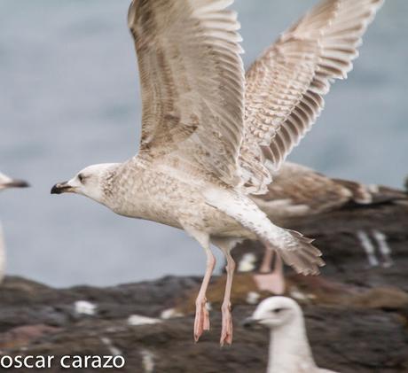 GAVIOTA CASPICA LARUS CACHINANS