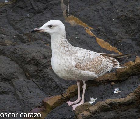 GAVIOTA CASPICA LARUS CACHINANS