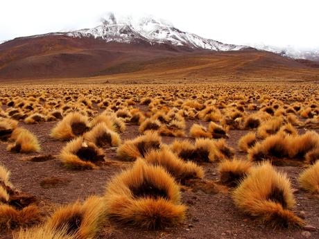El desierto de Atacama, un hogar acogedor para algas y cianobacterias El desierto de Atacama, un hogar acogedor para algas y cianobacterias