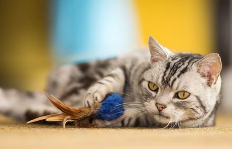 Importancia del juego en los gatos. ¿Cómo escoger un buen juguete? Los gatos pueden comenzar juegos por su cuenta
