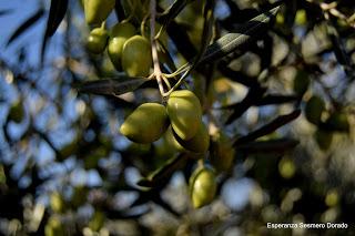 ACEITUNAS Y OLIVOS