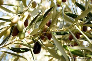 ACEITUNAS Y OLIVOS