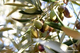 ACEITUNAS Y OLIVOS