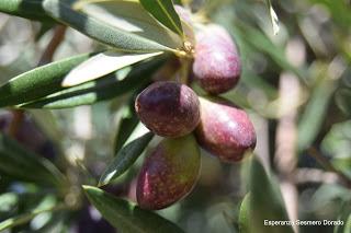 ACEITUNAS Y OLIVOS