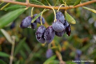 ACEITUNAS Y OLIVOS