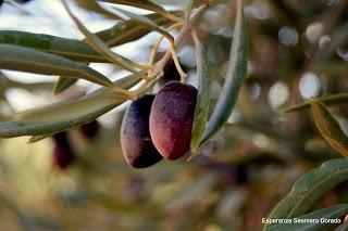 ACEITUNAS Y OLIVOS