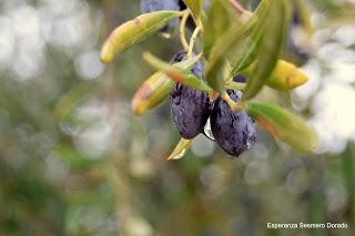 ACEITUNAS Y OLIVOS