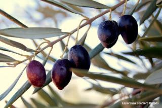 ACEITUNAS Y OLIVOS