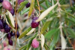 ACEITUNAS Y OLIVOS