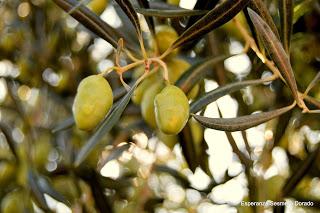 ACEITUNAS Y OLIVOS