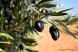 ACEITUNAS Y OLIVOS