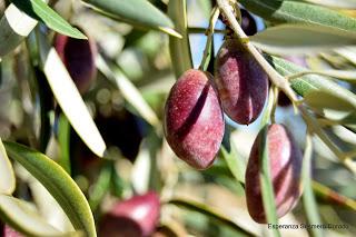 ACEITUNAS Y OLIVOS