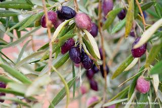 ACEITUNAS Y OLIVOS