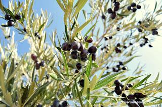 ACEITUNAS Y OLIVOS