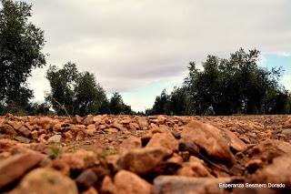 ACEITUNAS Y OLIVOS