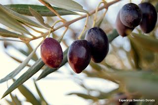 ACEITUNAS Y OLIVOS