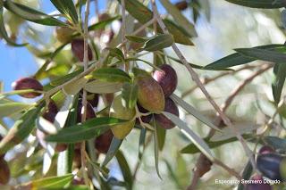 ACEITUNAS Y OLIVOS