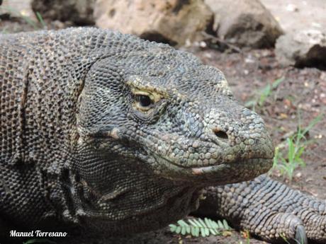 En busca del dragón de Komodo. Isla de Flores. Indonesia.