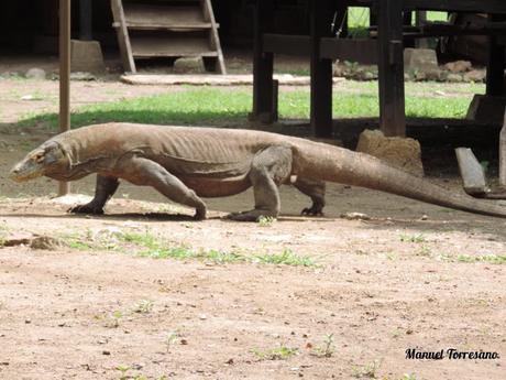 En busca del dragón de Komodo. Isla de Flores. Indonesia.