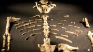 Lucy, el fósil que reescribió la historia de la evolución humana