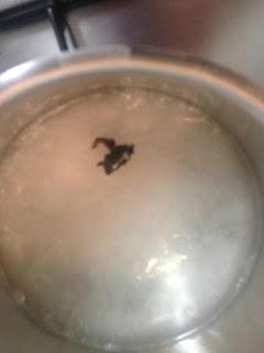 NUBES DE VAINILLA NUBES DE VAINILLA