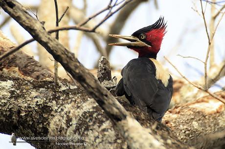 Carpintero lomo blanco (Cream-backed Woodpecker) Campephilus leucopogon