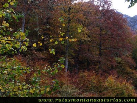 Ruta Bosque de Peloño