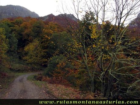 Ruta Bosque de Peloño