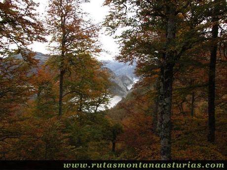 Ruta Bosque de Peloño