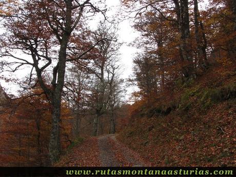 Ruta Bosque de Peloño