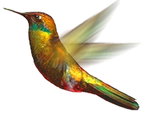 Colibrí.- Leyenda Maya Colibrí.- Leyenda Maya