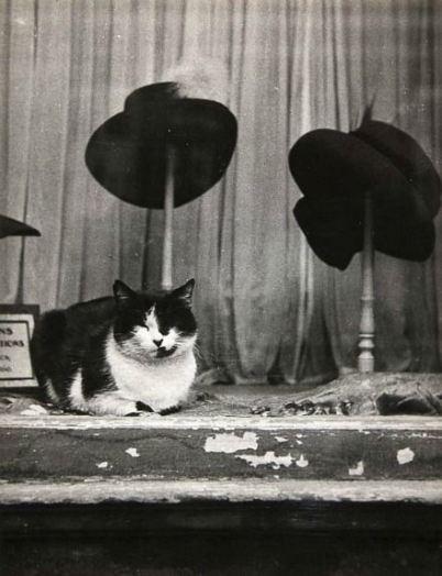 Los gatos y los fotógrafos: Brassaï Gato en sombrerería