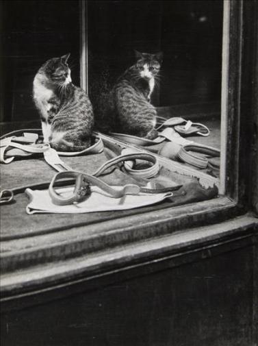 Los gatos y los fotógrafos: Brassaï Sin título - 1938