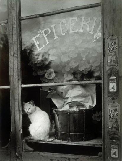 Los gatos y los fotógrafos: Brassaï Gata en escaparate - 1939