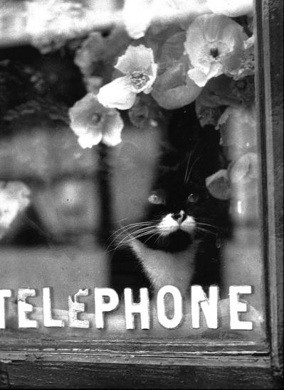 Los gatos y los fotógrafos: Brassaï El gato